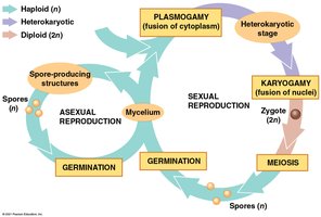 Diagram of fungal sexual and asexual life cycles