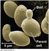 Yeast cells reproducing by budding