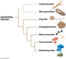 Fungal phylogenetic tree with major groups