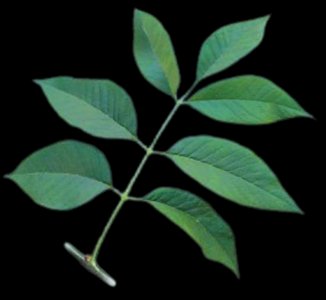 Diagram showing axillary bud position in simple and compound leaves