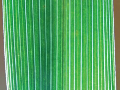 Parallel venation in a monocot leaf