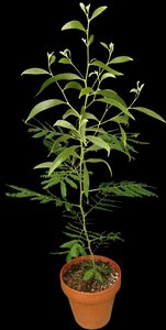 Acacia plant showing leaf morphology change