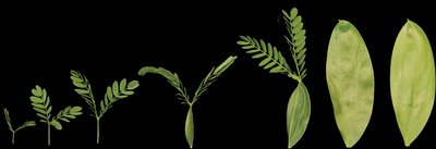 Sequence of Acacia leaf development