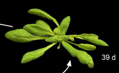 Arabidopsis thaliana plant