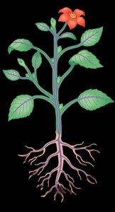 Diagram of a vascular plant showing root and shoot systems