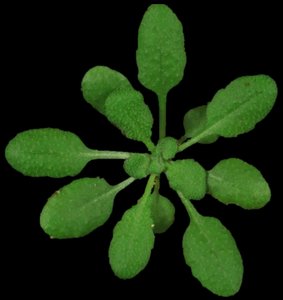 Rosette leaf number in Arabidopsis