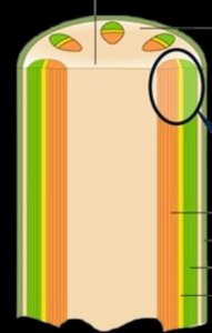 Cross-section showing ground tissue, pith, and vascular bundles
