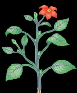 Shoot system with labeled nodes and buds