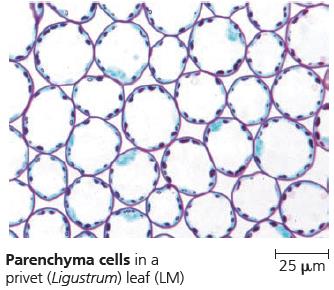 Parenchyma cells in a leaf