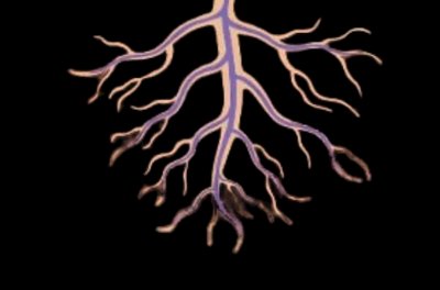 Root system close-up