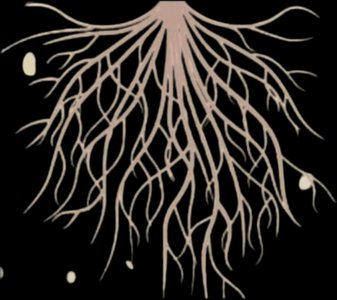 Fibrous root system diagram