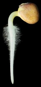 Root hairs on a seedling