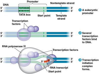 RNA polymerase elongation