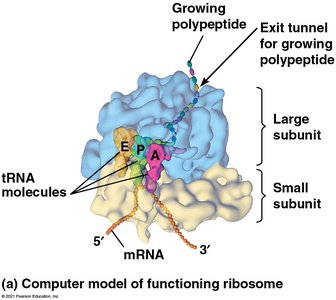 Ribosome binding sites: A, P, E