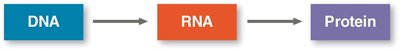 DNA to RNA to Protein diagram