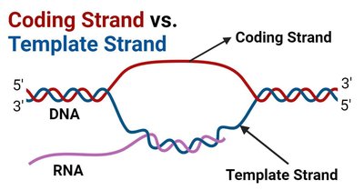 Coding strand vs. template strand