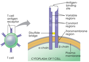 T cell antigen receptor structure