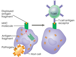 Antigen presentation to T cell