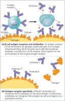 B cell and T cell antigen receptor specificity
