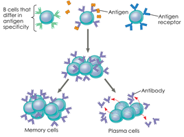 Clonal selection and differentiation of B and T cells