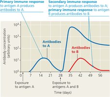 Primary and secondary immune response graph