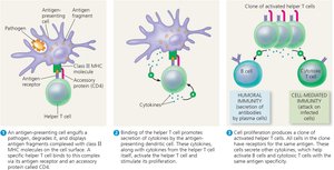 Helper T cell activation and function