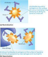 Antibody neutralization and opsonization