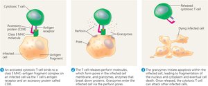 Cytotoxic T cell killing infected cell