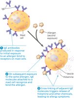 IgE-mediated allergic response