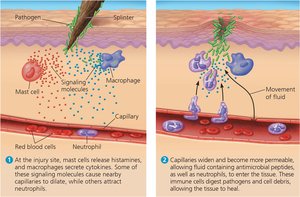 Diagram of local inflammation response