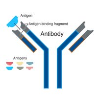 Antibody structure and antigen binding