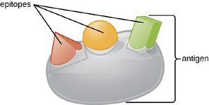 Antigen with multiple epitopes