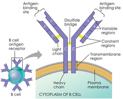 B cell antigen receptor structure