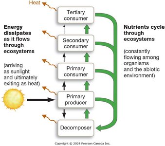 Diagram showing energy flow and nutrient cycling through trophic levels
