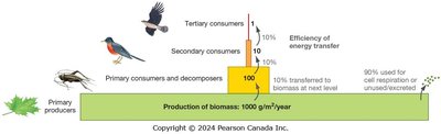 Diagram showing the 10 percent rule of energy transfer between trophic levels