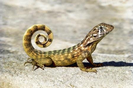 Ectothermic animal example: lizard