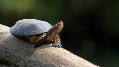 Ectothermic animal example: turtle