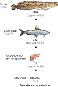 Toxaphene biomagnification in an Arctic food web