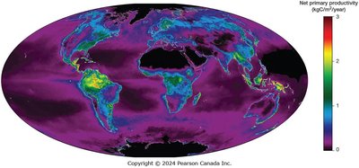 Global map of net primary productivity