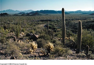 Desert ecosystem with low productivity
