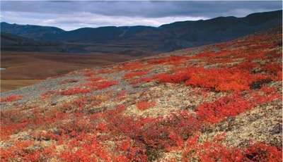 Tundra ecosystem with low productivity