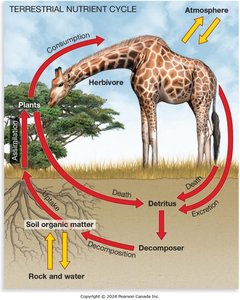 Diagram of the terrestrial nutrient cycle