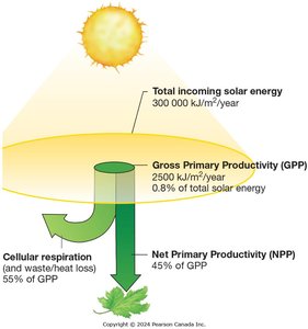 Diagram showing the partitioning of solar energy into GPP, NPP, and respiration