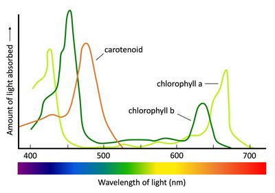 Graph showing absorption spectra of photosynthetic pigments