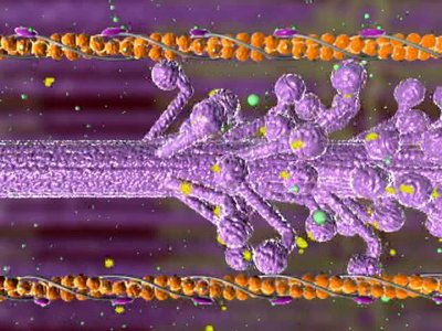 Structure of actin and myosin filaments
