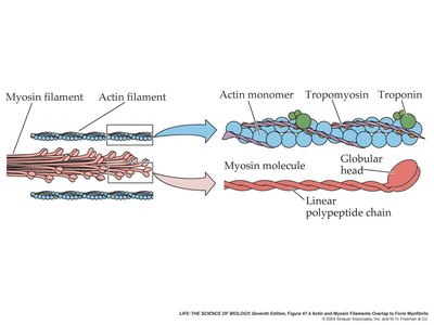 Myosin molecule and actin filament structure