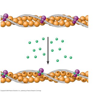 Calcium binding to troponin and exposure of myosin-binding sites