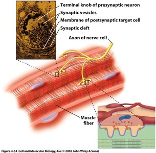 Neuromuscular junction and synaptic transmission