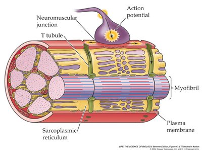 T-tubules and sarcoplasmic reticulum in muscle fibers