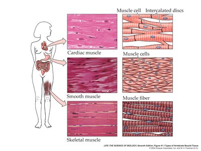 Types of vertebrate muscle tissue: cardiac, smooth, and skeletal muscle